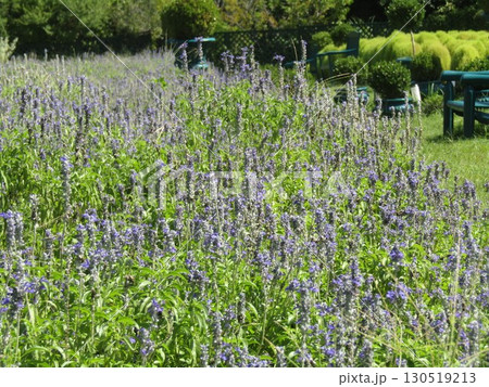 青色の花はブルーサルビアの花 青色の花はブルーサルビアの花 130519213