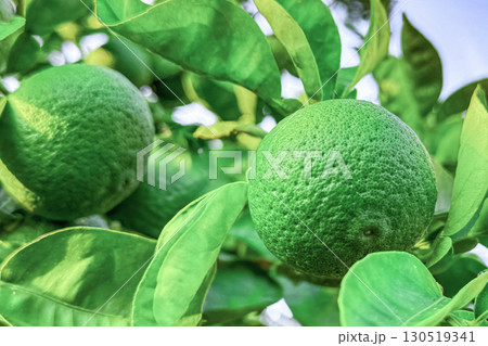 カボス カボス 130519341