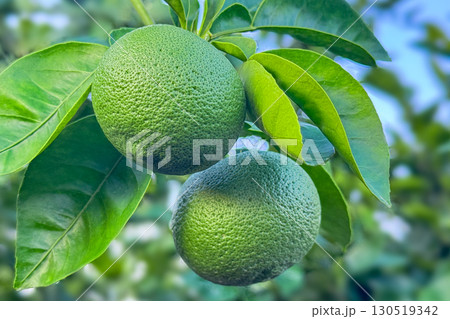 カボス カボス 130519342