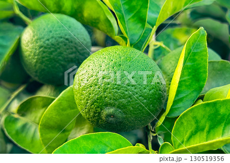 カボス カボス 130519356