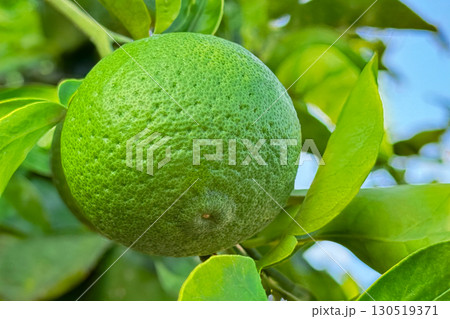 カボス カボス 130519371