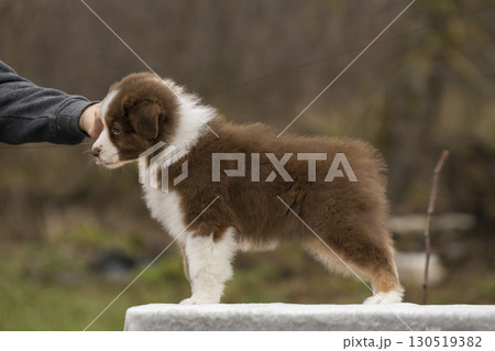 Red and white aussie border collie puppy standing on table. Puppy training for dog show. 130519382