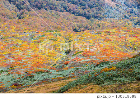 秋色に染まる　栗駒山の絶景　 130519399