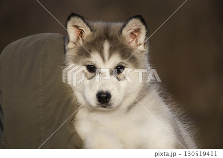 Close-up portrait of an adorable Alaskan Malamute puppy with fluffy fur and curious eyes outdoors. Close-up portrait of an adorable Alaskan Malamute puppy with fluffy fur and curious eyes outdoors. 130519411