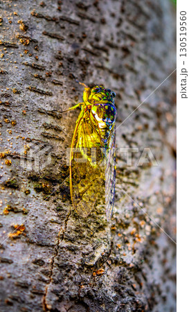 A cicada sits on a tree on hot summer day, closeup shot. Slow motion. Korea A cicada sits on a tree on hot summer day, closeup shot. Slow motion. Korea 130519560