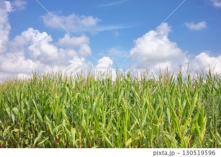 Corn field on a sunny summer day. Corn field on a sunny summer day. 130519596