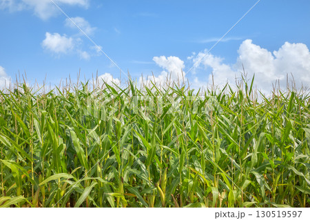Corn field on a sunny summer day. Corn field on a sunny summer day. 130519597