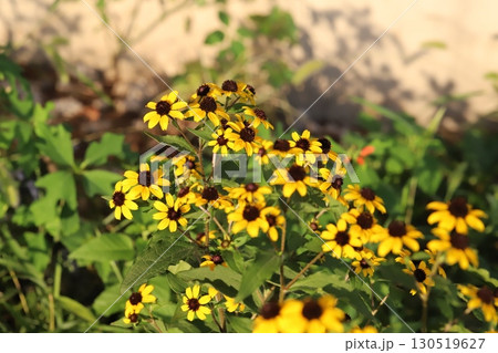 夏の庭に咲くオレンジ色のルドベキアタカオの花 夏の庭に咲くオレンジ色のルドベキアタカオの花 130519627