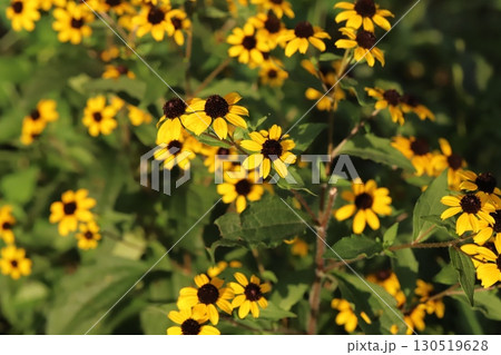 夏の庭に咲くオレンジ色のルドベキアタカオの花 夏の庭に咲くオレンジ色のルドベキアタカオの花 130519628