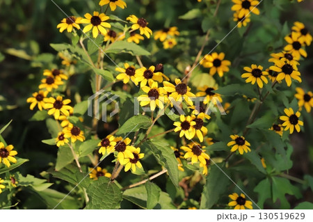 夏の庭に咲くオレンジ色のルドベキアタカオの花 130519629
