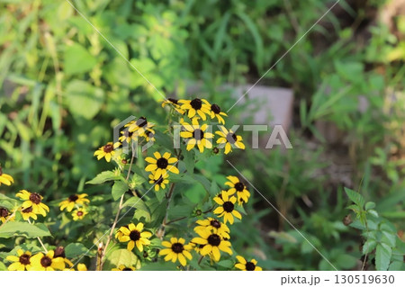夏の庭に咲くオレンジ色のルドベキアタカオの花 130519630