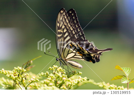 夏の昆虫　アゲハ蝶 130519955