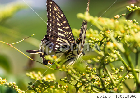 夏の昆虫　アゲハ蝶 130519960