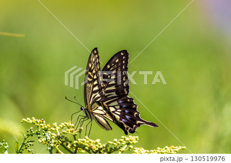 夏の昆虫　アゲハ蝶 130519976