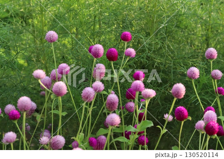 夏の庭に咲く濃いピンク色や薄いピンク色の千日紅の花 夏の庭に咲く濃いピンク色や薄いピンク色の千日紅の花 130520114