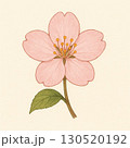 桜の花びら 130520192