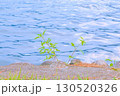 水辺に生える若葉 130520326