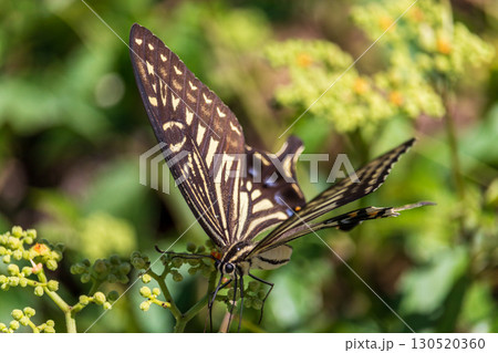 夏の昆虫 アゲハ蝶 夏の昆虫 アゲハ蝶 130520360