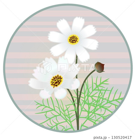 円形背景つきコスモスのイラスト 円形背景つきコスモスのイラスト 130520417