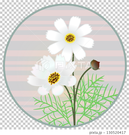 円形背景つきコスモスのイラスト 円形背景つきコスモスのイラスト 130520417