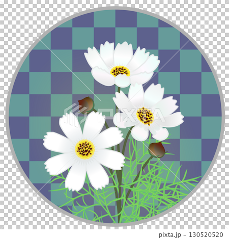 円形背景つきコスモスのイラスト 130520520