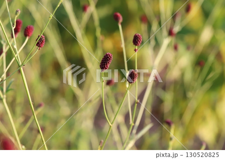 初秋の公園に咲くワレモコウの赤褐色の花 初秋の公園に咲くワレモコウの赤褐色の花 130520825