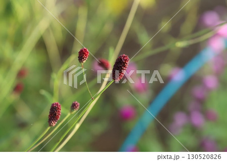 初秋の公園に咲くワレモコウの赤褐色の花 初秋の公園に咲くワレモコウの赤褐色の花 130520826