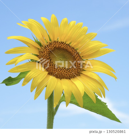 青空に向かって咲くひまわり　輝く　夏 130520861