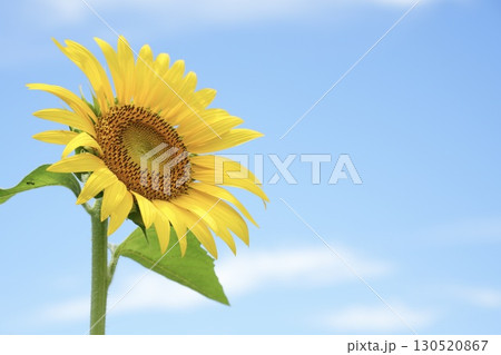 青空に向かって咲くひまわり 輝く 夏 青空に向かって咲くひまわり 輝く 夏 130520867