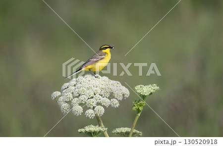 昆虫を捕らえたツメナガセキレイ 昆虫を捕らえたツメナガセキレイ 130520918