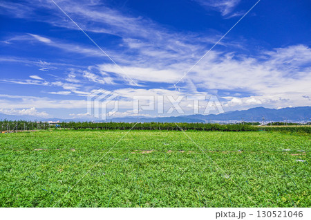 山形村のすいか畑 130521046