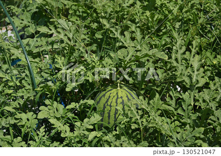 山形村のすいか畑 130521047