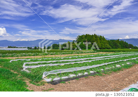 トンネル栽培のすいか畑　山形村 130521052