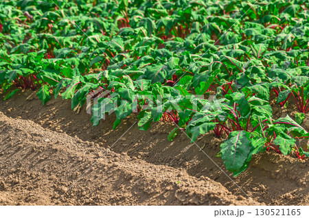 ビーツ畑 ビーツ畑 130521165