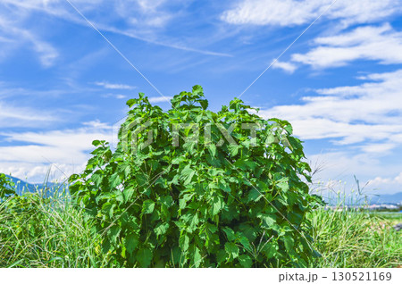 青空と大きな青じそ 130521169