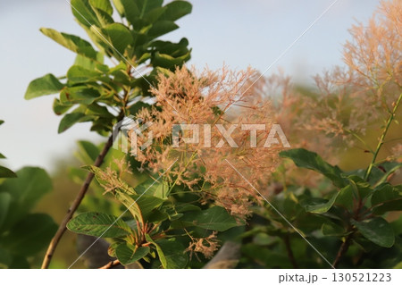 夏の庭に咲くスモークツリーの煙状のフワフワした花 130521223