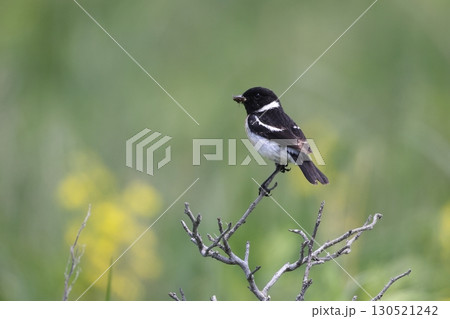 昆虫を捕らえたノビタキのオス 昆虫を捕らえたノビタキのオス 130521242