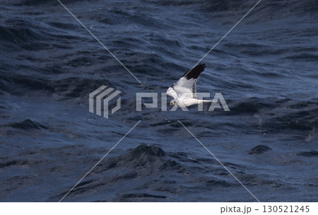 海上を飛ぶハイイロチュウヒのオス 海上を飛ぶハイイロチュウヒのオス 130521245