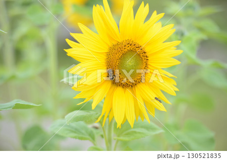 ヒマワリ畑のヒマワリの黄色い花をアップで撮影した写真 ヒマワリ畑のヒマワリの黄色い花をアップで撮影した写真 130521835