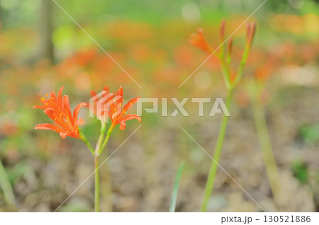 キツネノカミソリの花と自然の風景 キツネノカミソリの花と自然の風景 130521886