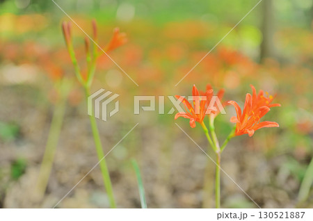 キツネノカミソリの花と自然の風景 130521887