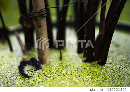 Tiny Duckweed Floating In Lotus Basin Tiny Duckweed Floating In Lotus Basin 130521892