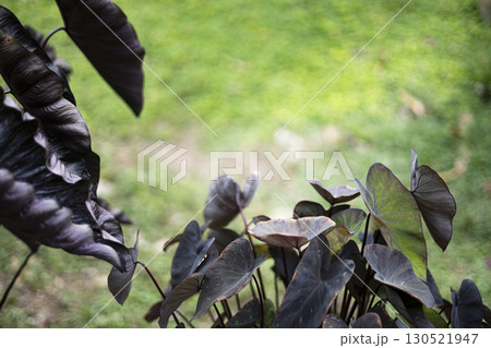 Black Elephant Ear Foliage Under A Clear Blue Sky 130521947