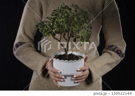 Hands hold a pot with a succulent flower. 130522149
