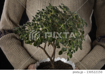 Hands hold a pot with a succulent flower. Hands hold a pot with a succulent flower. 130522150