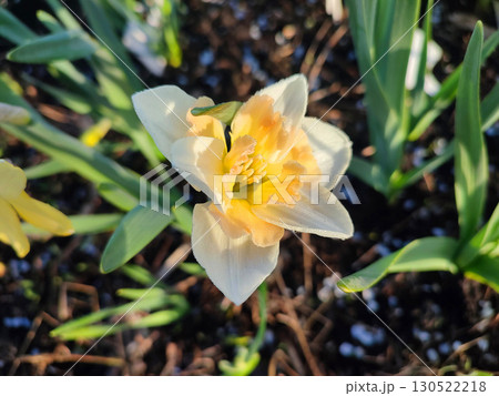 Narcissus Casanova. Blooming daffodil flower with white orange petals on green stem growing in black soil on sunny spring day. Selection breeding of flowers. Agricultural farming and gardening 130522218