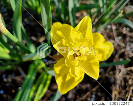 Yellow small daffodil. Blooming daffodil flower with yellow petals in inflorescence and green leaves growing in black soil on a sunny spring morning. Flower bed. Selection breeding varietal flowers. Yellow small daffodil. Blooming daffodil flower with yellow petals in inflorescence and green leaves growing in black soil on a sunny spring morning. Flower bed. Selection breeding varietal flowers. 130522247