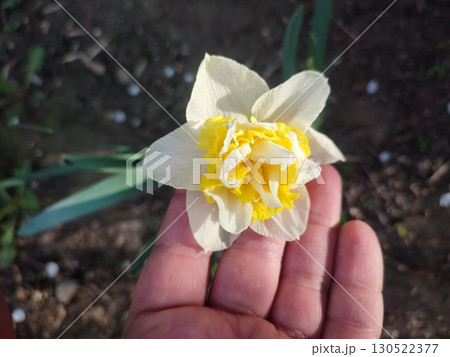 Narcissus variety Wave close-up. Blooming daffodil flower with white yellow petals in inflorescence on green stem and leaves growing in soil on sunny spring day. Agricultural farming and gardening 130522377