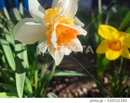 Close-up of blooming daffodil flower. Blooming narcissus with white and orange petals in inflorescence with shining sun on spring evening. Flower bed. Selection breeding varietal flowers. Gardening 130522380