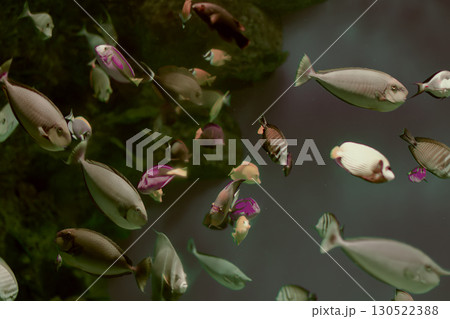 Beautiful exotic fish in the water. Beautiful exotic fish in the water. 130522388